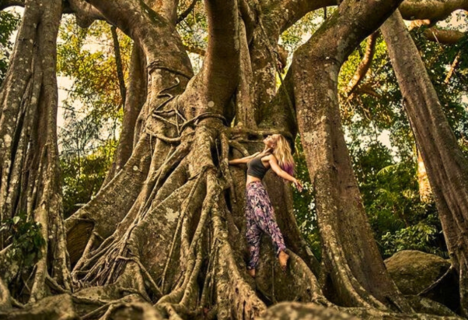 Thousand-year banyan tree